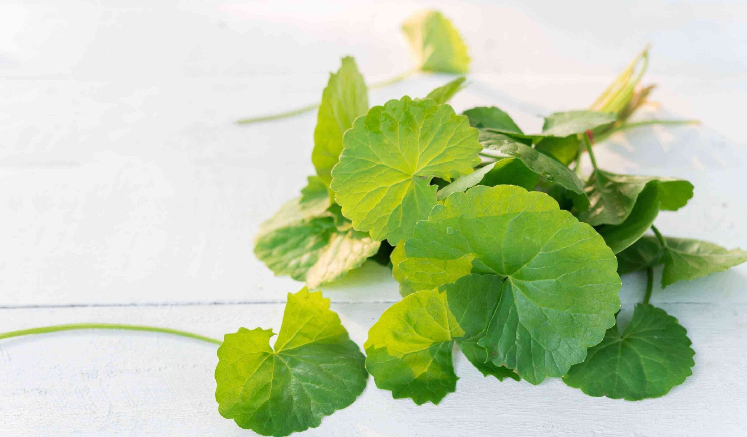 برگ سنتلا (Cica) چیست؟ | خواص معجزه‌گر برای پوست